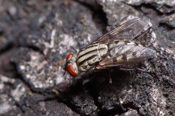 Small Fly and insect in the garden