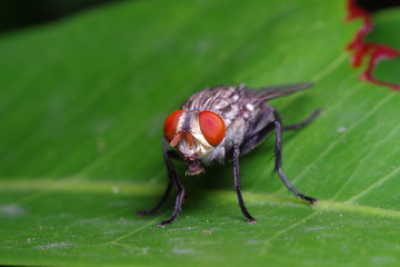 Small Fly and insect in the garden