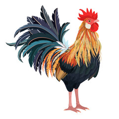 detailed lovely rooster for your design © Aloksa