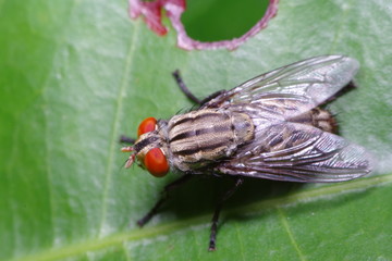 Small Fly and insect in the garden