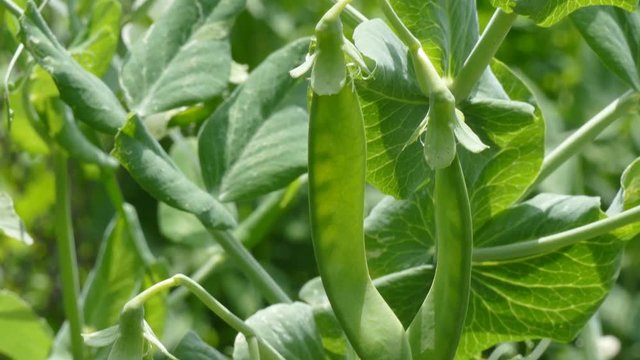 Pea pods on a bush. Pisum