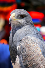 Black-chested buzzard-eagle at the market in Maca, Colca Canyon,