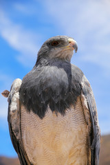 Black-chested buzzard-eagle at the market in Maca, Colca Canyon,