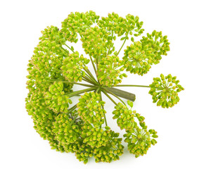 Angelica plant