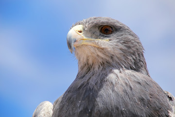 Black-chested buzzard-eagle at the market in Maca, Colca Canyon,
