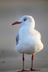 Grey-headed Gull on a beach in Paracas Bay, Peru