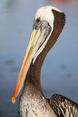 Portrait of Brown Pelican in Paracas Bay, Peru