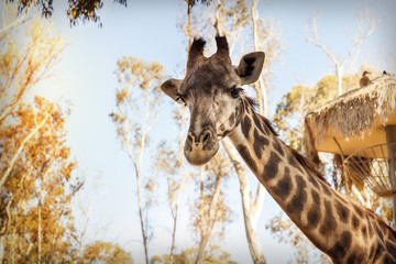 Giraffe portrait in Zoo, summertime, California