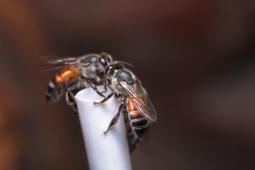 Bee on a straw