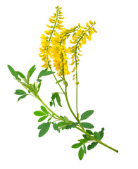 Medicinal plant: Melilotus officinalis (Yellow Sweet Clower)