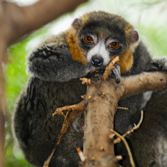 Mongoose Lemurs