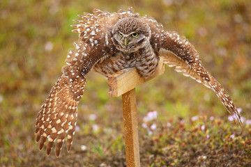 Burrowing Owl spreading wings in the rain