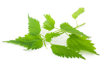 Nettle isolated on a white background
