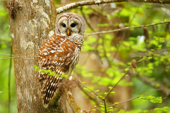 Barred owl (Strix varia) sitting on a tree