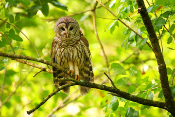 Barred owl (Strix varia) sitting on a tree