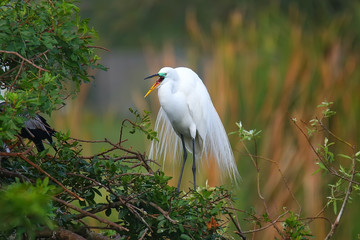 Great Egret (Ardea alba)