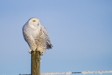 Snowy owl in winter
