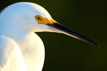 Portrait of Snowy egret