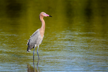 Reddish egret (Egretta rufescens)