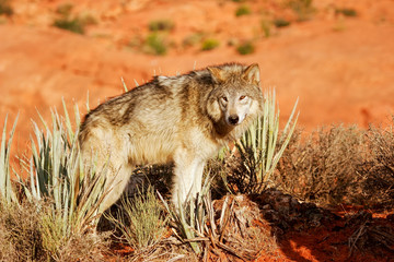 Gray wolf (Canis lupus)
