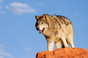 Obraz premium Gray wolf (Canis lupus)