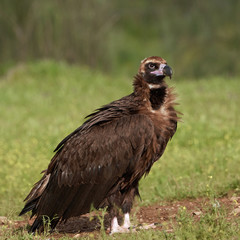 Black vulture (Aegypius monachus)