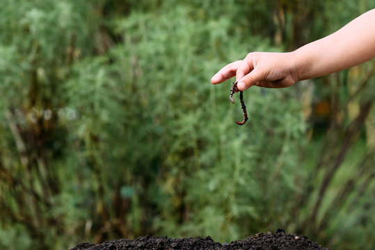 the person holds an earth worm in hand