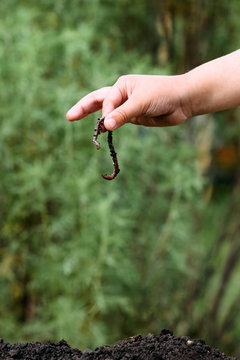 the person holds an earth worm in hand
