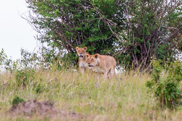 Two lions walk and scout in the grass