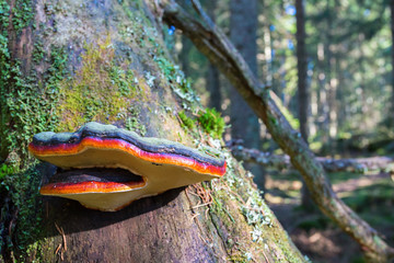 Red belted conk on a tree trunk