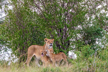 Lioness with cubs in a grove of trees