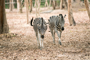 Two Zebra walking together in forest - horse family.
The plains zebra is the most common, and has...