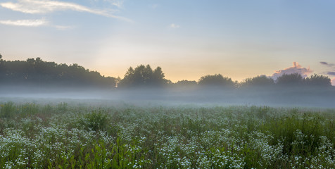Kwiaty kwitnące na łące podczas mglistego,letniego wieczoru © Mike Mareen