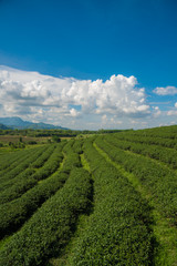 Green tea plantation farm in northern Thailand.