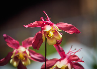 Fuchsia flowers with shallow depth of field