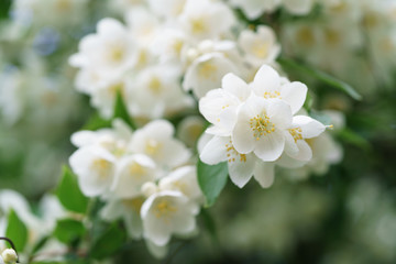 dense jasmine bush blossoming in summer day