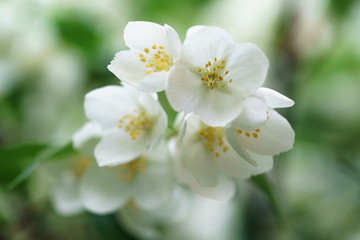 dense jasmine bush blossoming in summer day