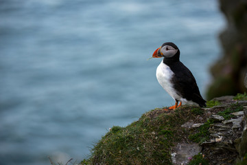 Puffin in Shetland islands (Scotland)