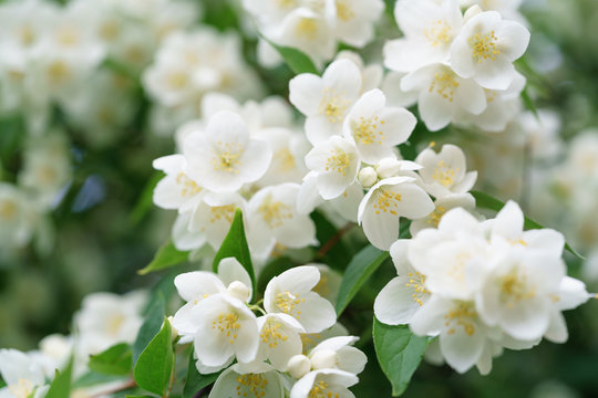 Fototapeta dense jasmine bush blossoming in summer day