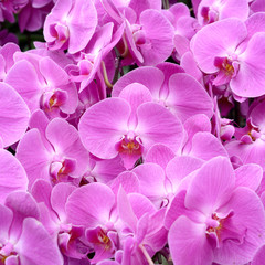 Pink orchid flowers