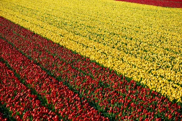 Foto op Plexiglas tulpen in Nederland © darko