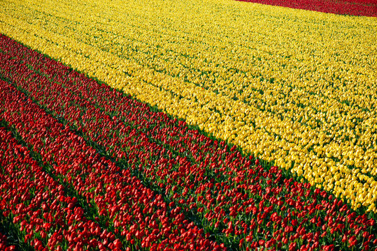 tulpen in Nederland