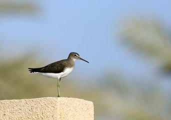 Green Sandpiper