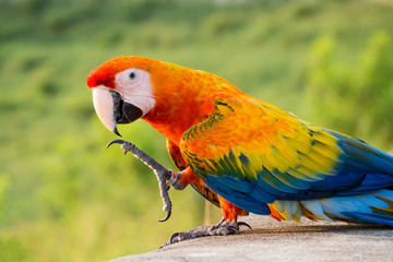 macaw in natural background. bird in natural background. parrot in natural background. Portrait macaw