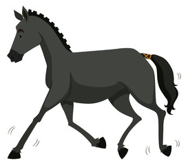 Black horse running alone