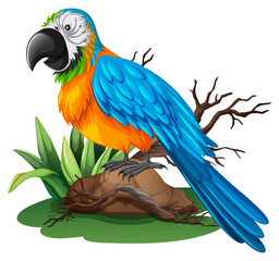 Parrot with blue and yellow feather
