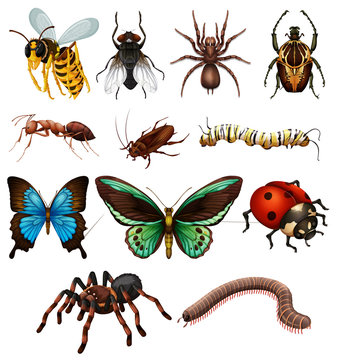 Set of different wild insects