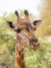 Naklejka premium giraffe portrait