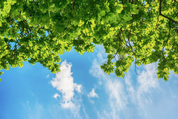 Green leaves and sky background