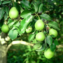 Fresh pears hang on the tree. How to grow pears in the fruit garden. Orchard background.